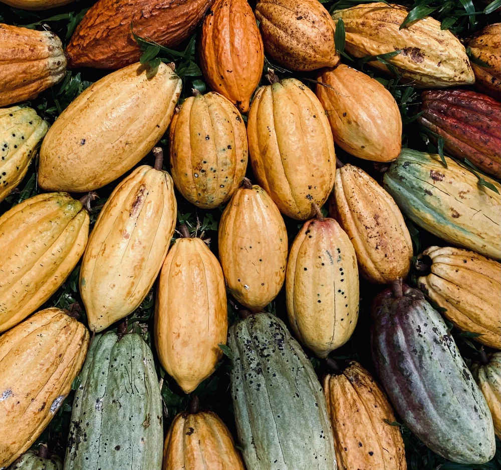 CACAO PODS.jpeg