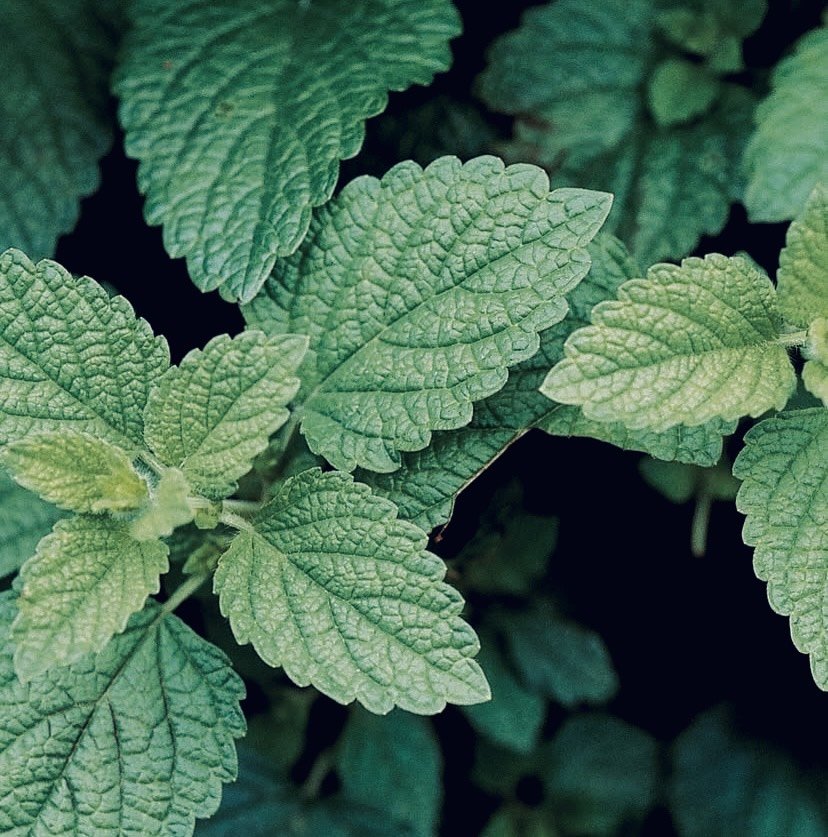 MELISSA OFFICINALIS HERBAL MONOGRAPH