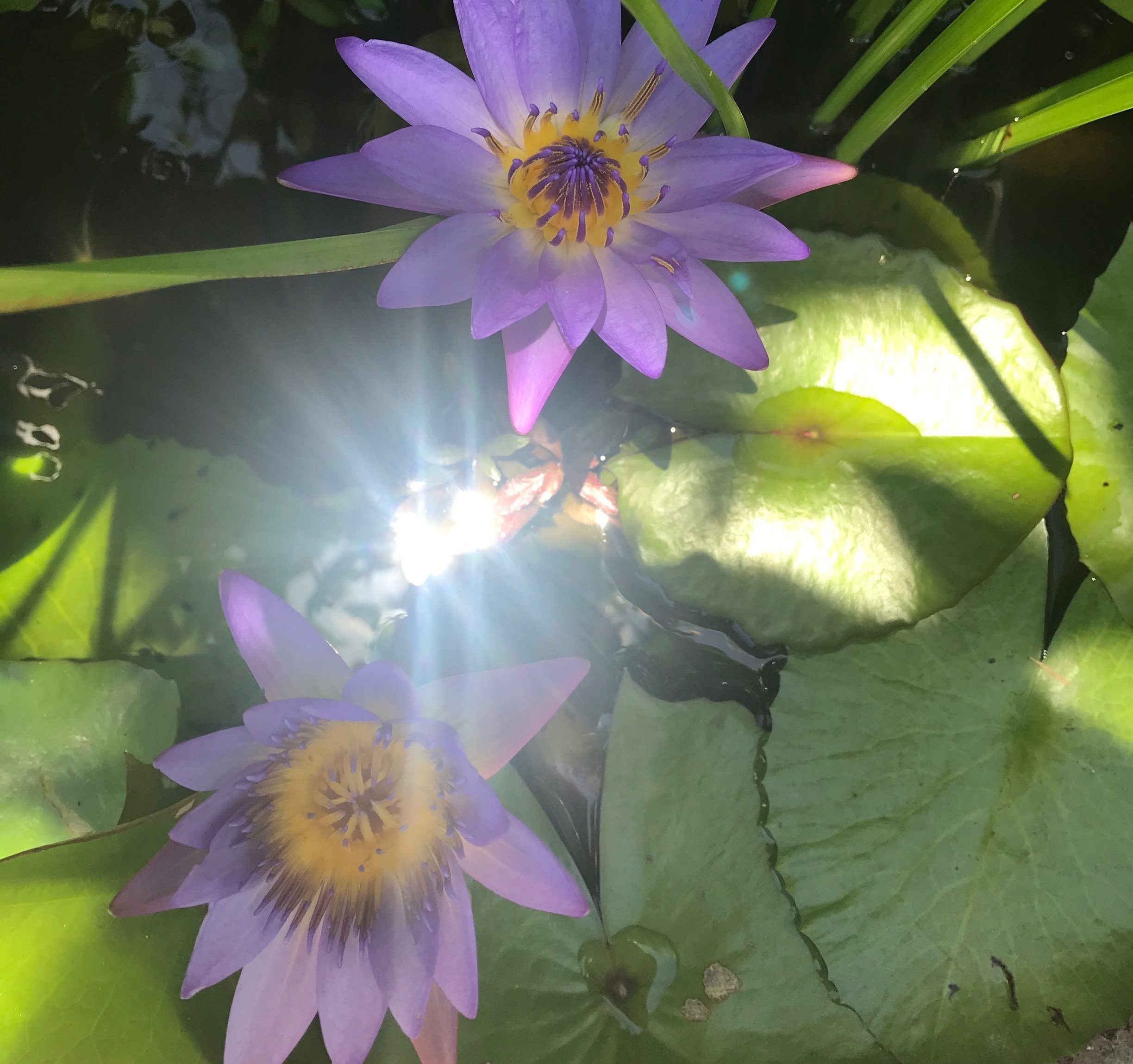 Mindful, Ethical & Organic Wildcrafting