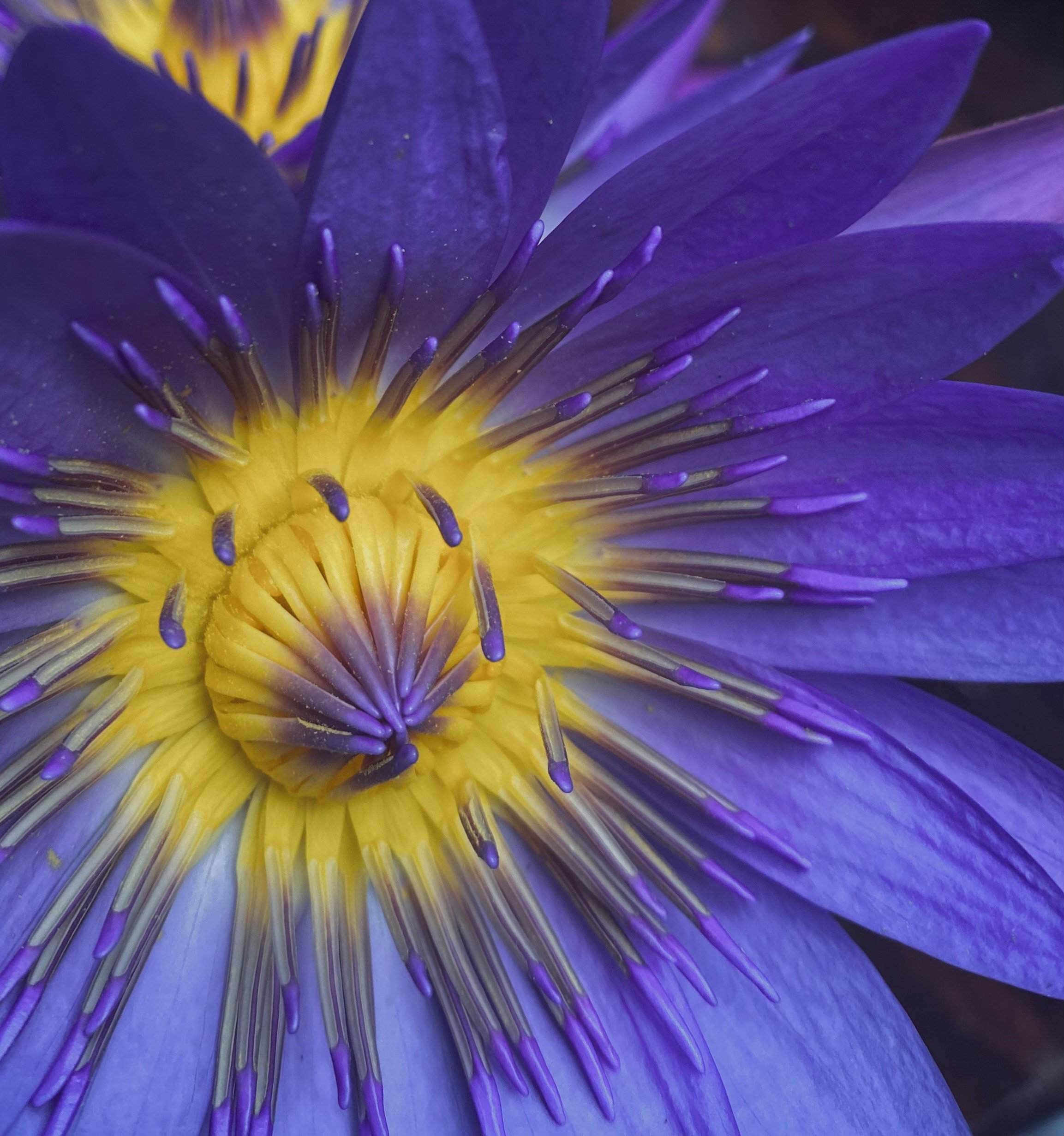 NYMPHAEA CERULEA HERBAL MONOGRAPH