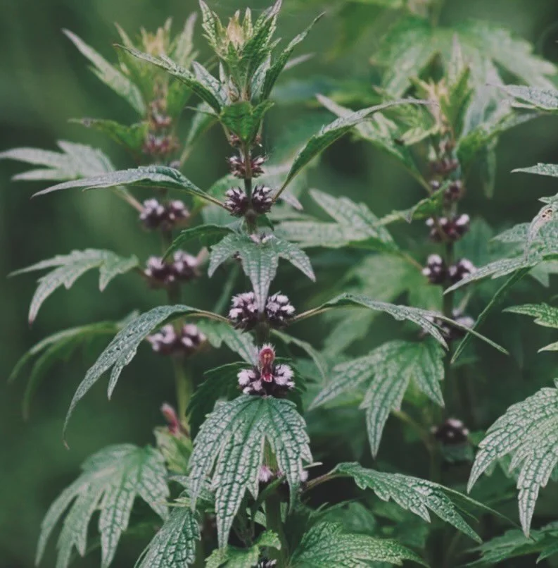 Motherwort ~ Leonurus cardiacs. For women who feel everything and carry too much, for nervous systems stretched thin. For sexual trauma, grief and rage. For a tight chest and pounding heart.

Motherwort  was midwife&rsquo;s medicine, given after birt