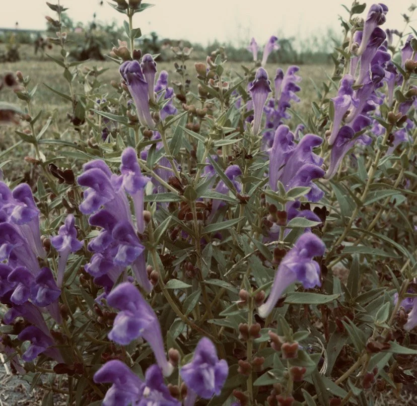 SKULLCAP HERBAL MONOGRAPH