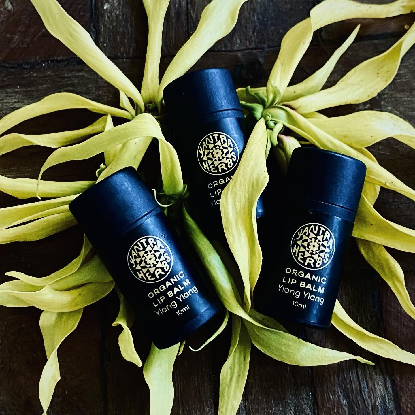 The Daintree rainforest offers us these beautiful scented native Ylang Ylang blooms every summer. 

The intensely sweet &amp; floral essential oil of Ylang Ylang (Cananga odorata) eases stress, insomnia, tension, mental fatigue &amp; depression. Emot