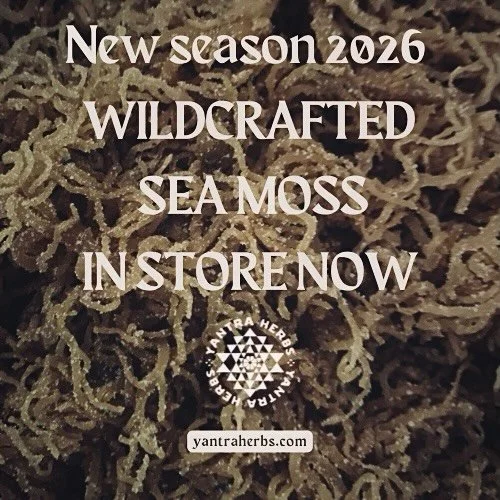 Containing 92 of the 102 minerals in the human body, Sea  Moss is a high vibrational superfood with many health benefits including..

Antioxidant &amp; anti-inflammatory

Improved blood sugar &amp; blood pressure regulation

Lowers cholesterol &amp; 
