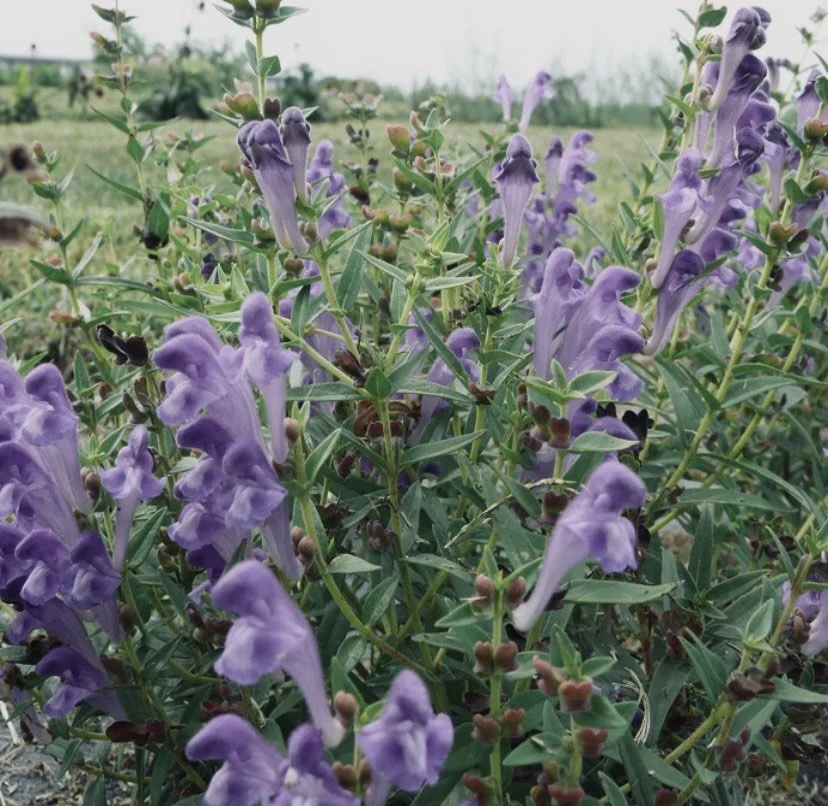 SKULLCAP HERBAL MONOGRAPH