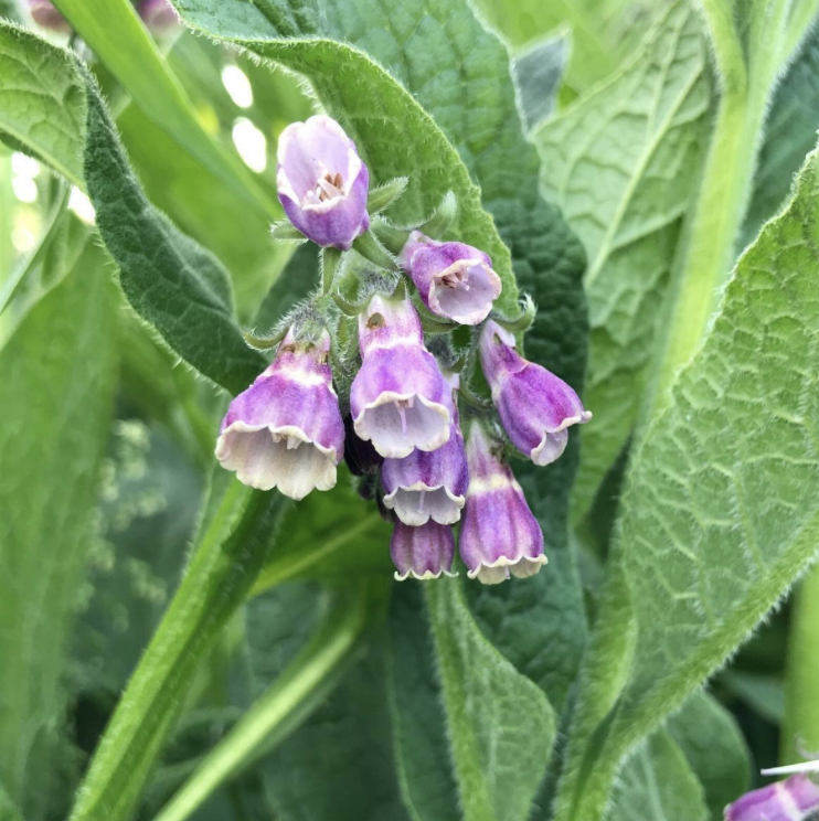 COMFREY HERBAL MONOGRAPH