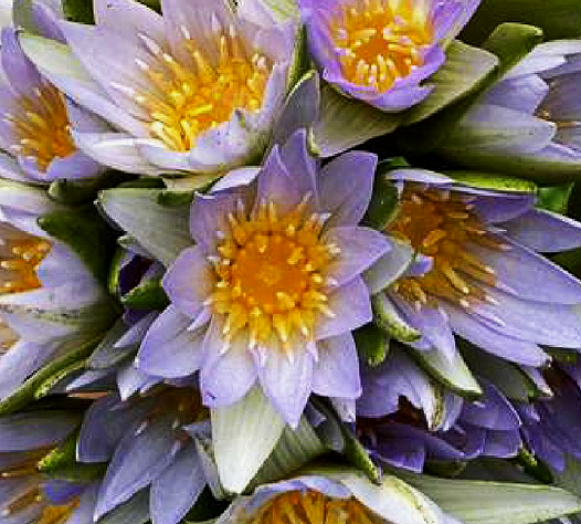 NYMPHAEA CAERULEA HERBAL MONOGRAPH