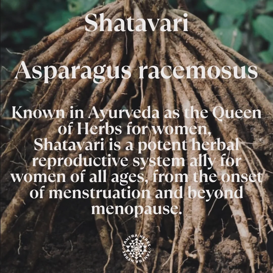 Shatavari, meaning &lsquo;She who has a thousand husbands&rsquo; is a powerful adaptogenic herb from the Asparagus family which is native to India and the Himalayas.

Revered as a rejuvenating (Rasayana) tonic herb that supports hormone balance and e