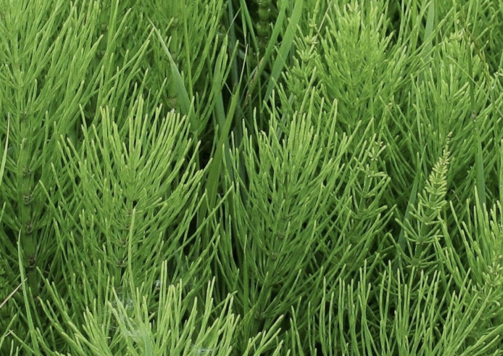 HORSETAIL HERBAL MONOGRAPH