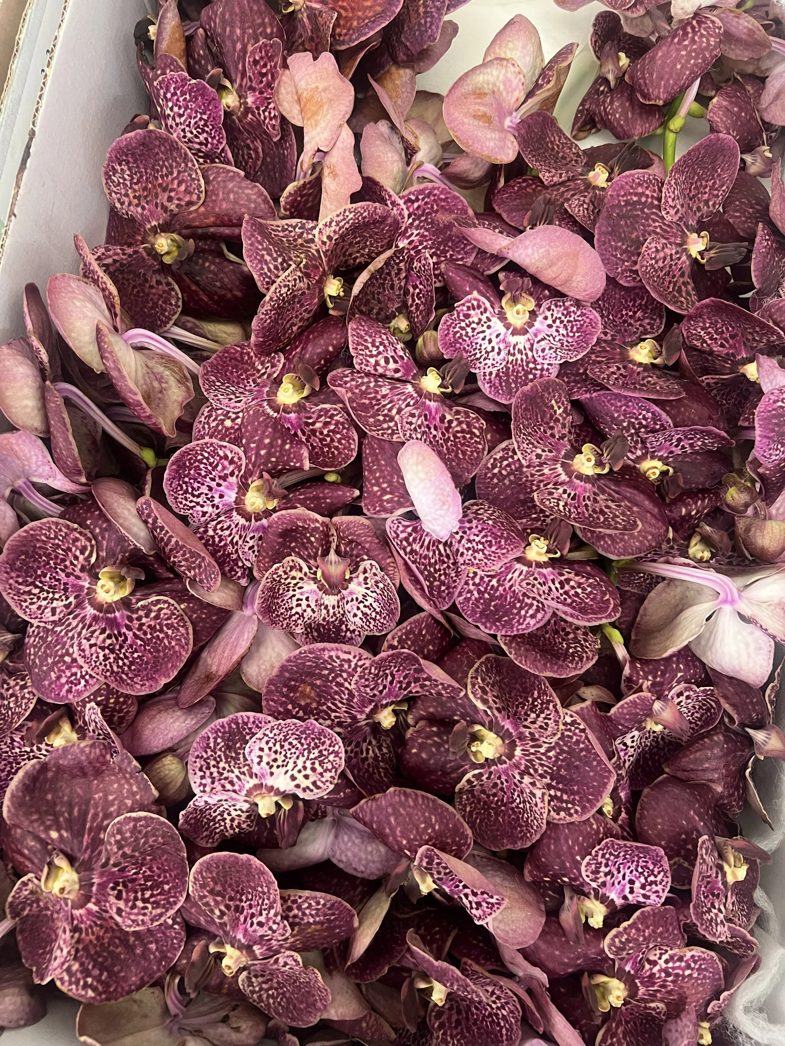 A box full of Vandas