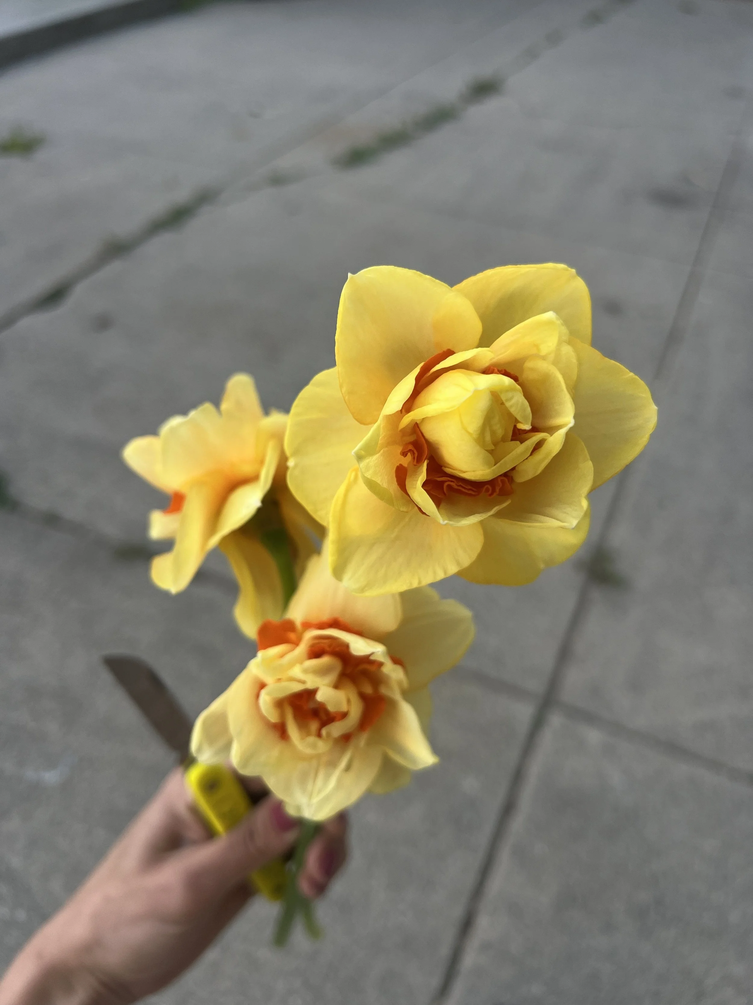 yellowflowers2.jpg