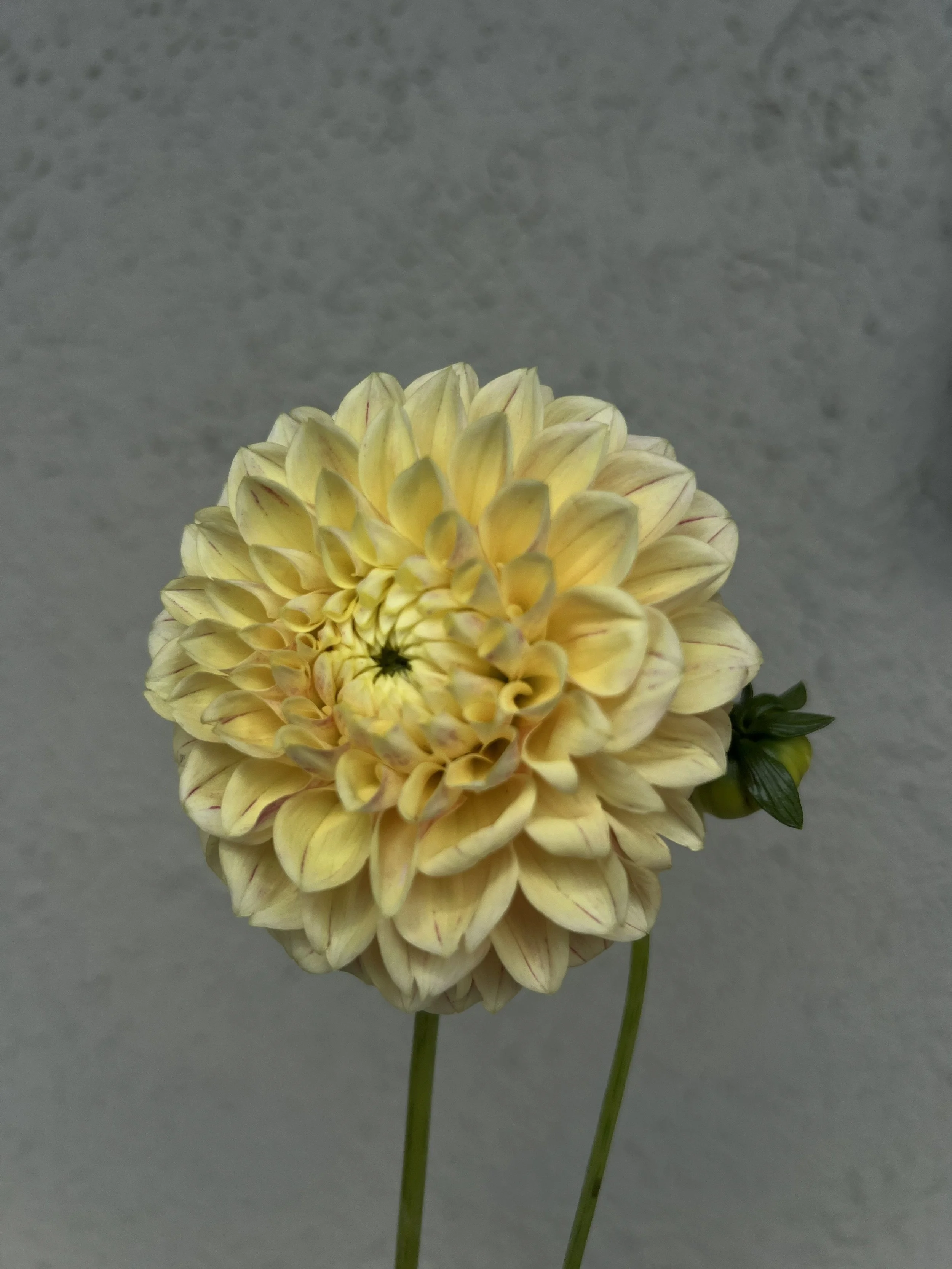 yellowflowers5.jpg