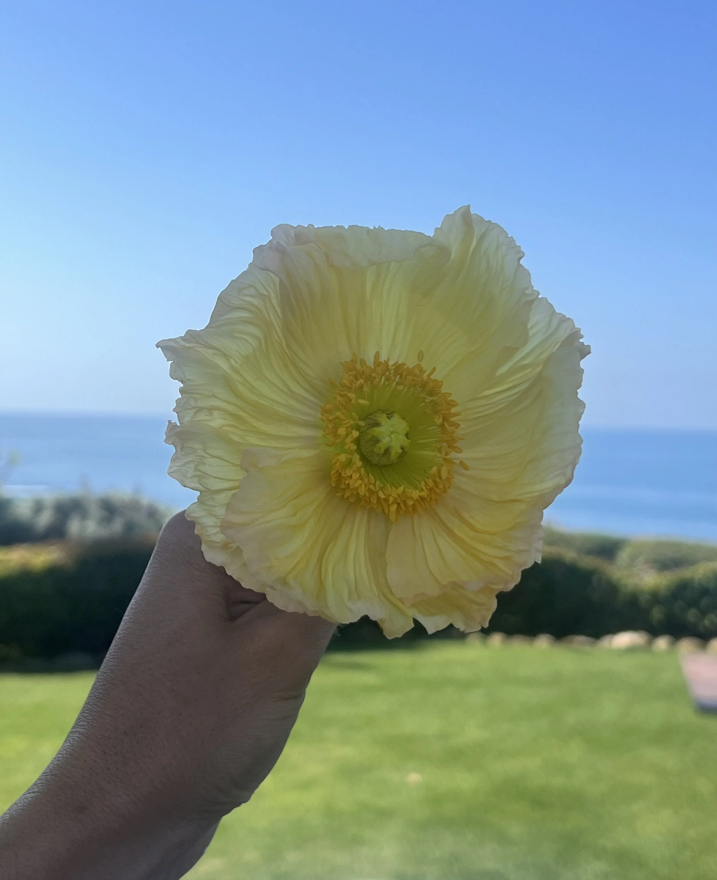 yellowflowers7.jpg