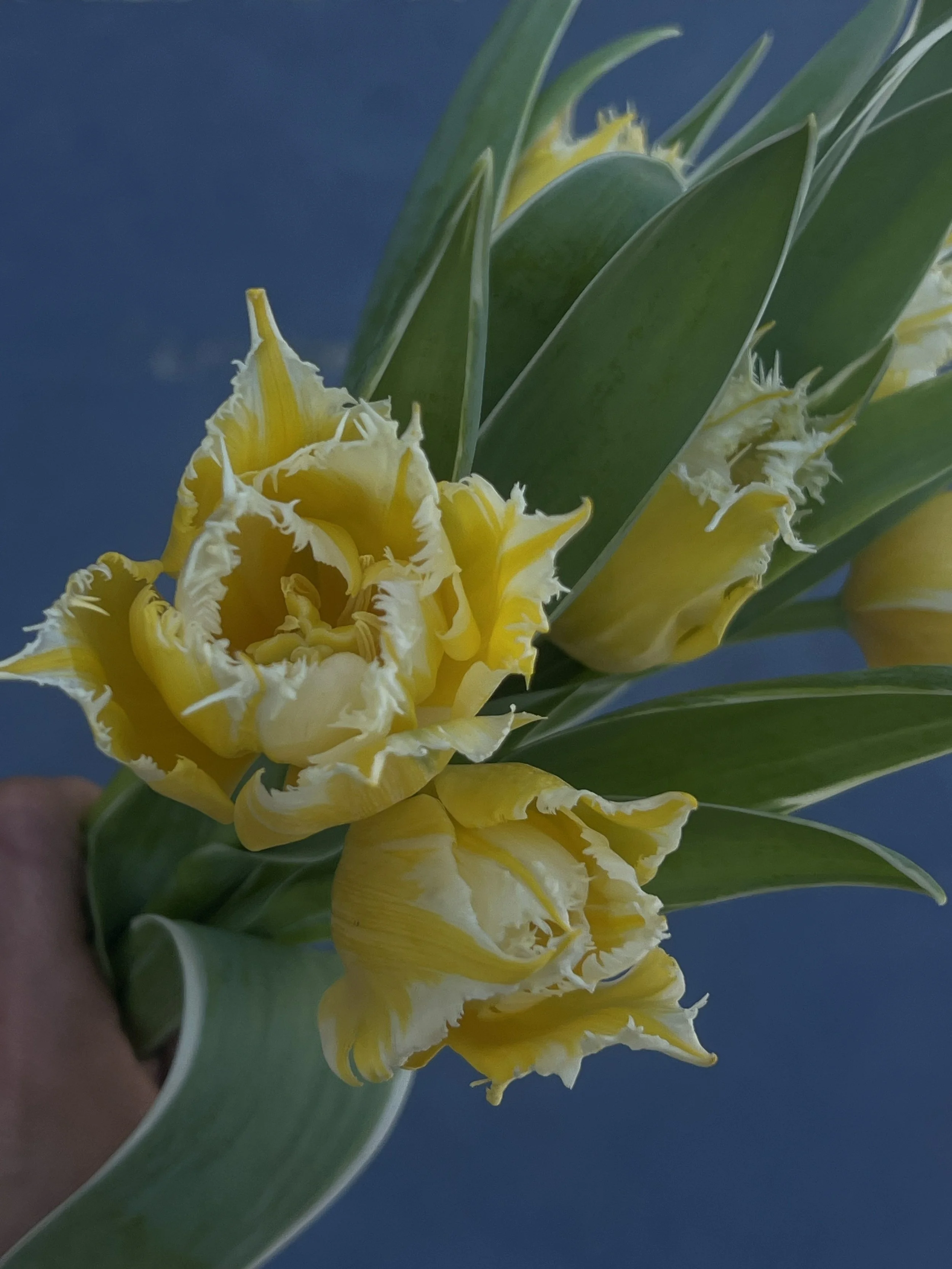 yellowflowers1.jpg