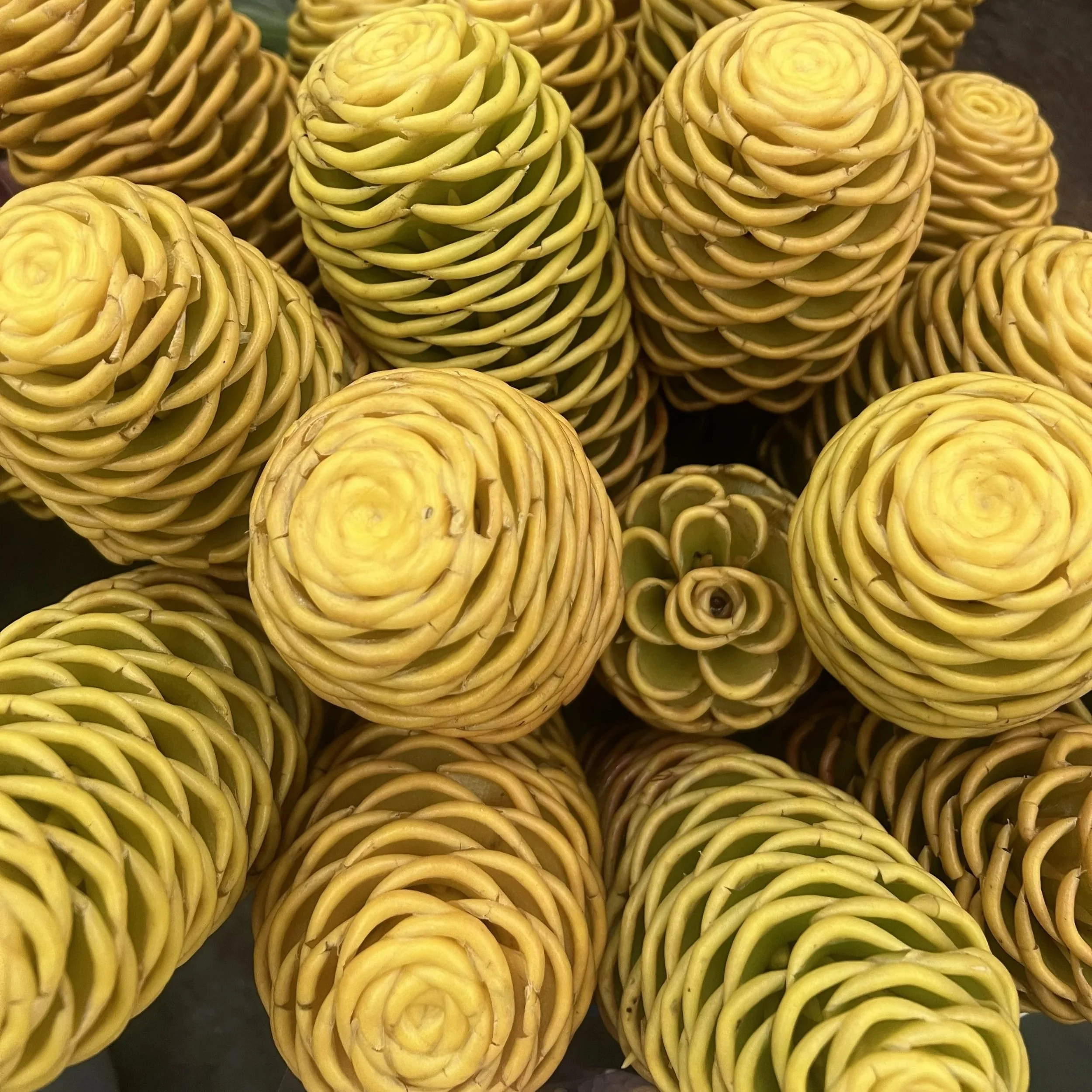 yellowflowers6.jpg