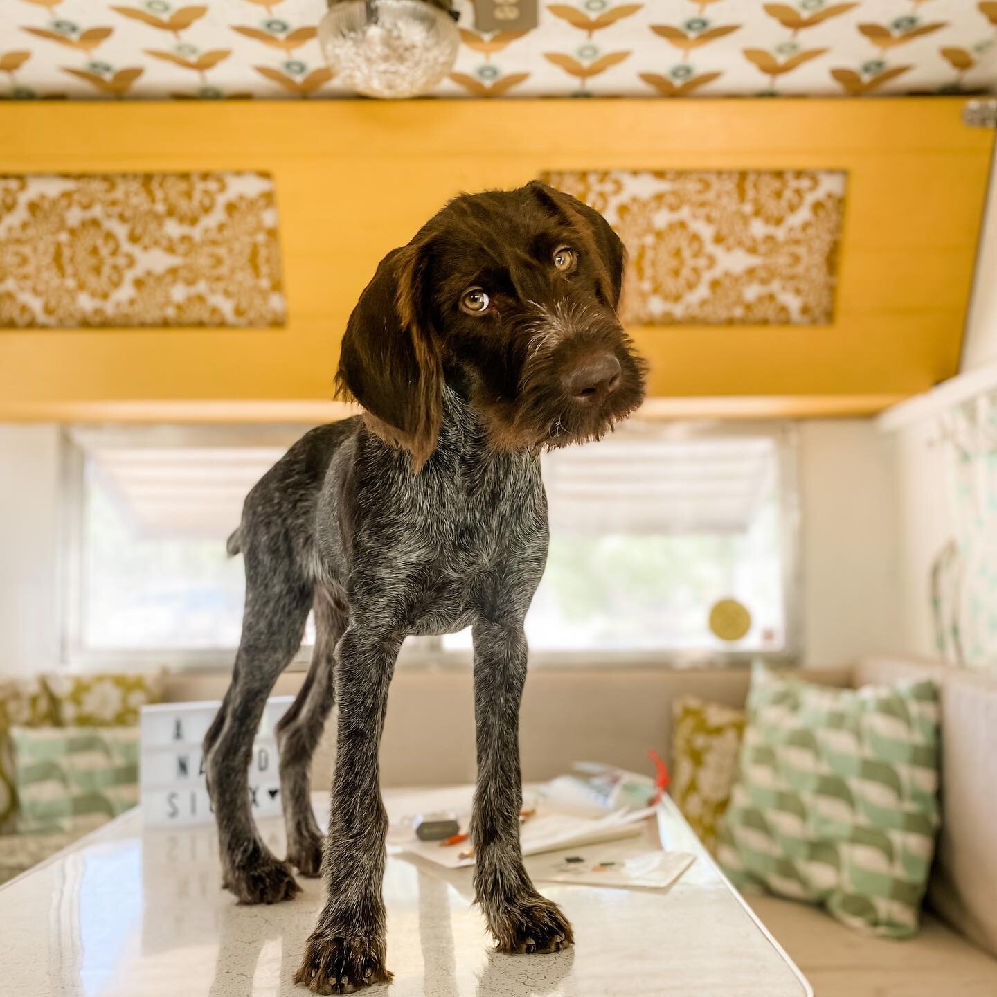 There&rsquo;s a new bird dog in the #brandwagon! What do Johnny Cash, Shel Silverstein, South Dakota, and a German Wirehaired Pointer have in common? Meet a boy named SIOUX 💛🐾