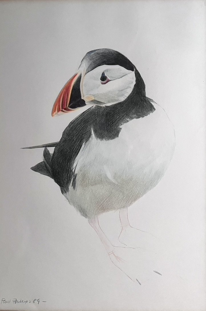 Paul Phillips - Puffin.jpeg