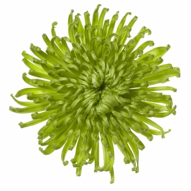 Fuji (Spider) Anastasias — JD Royer Wholesale Florist