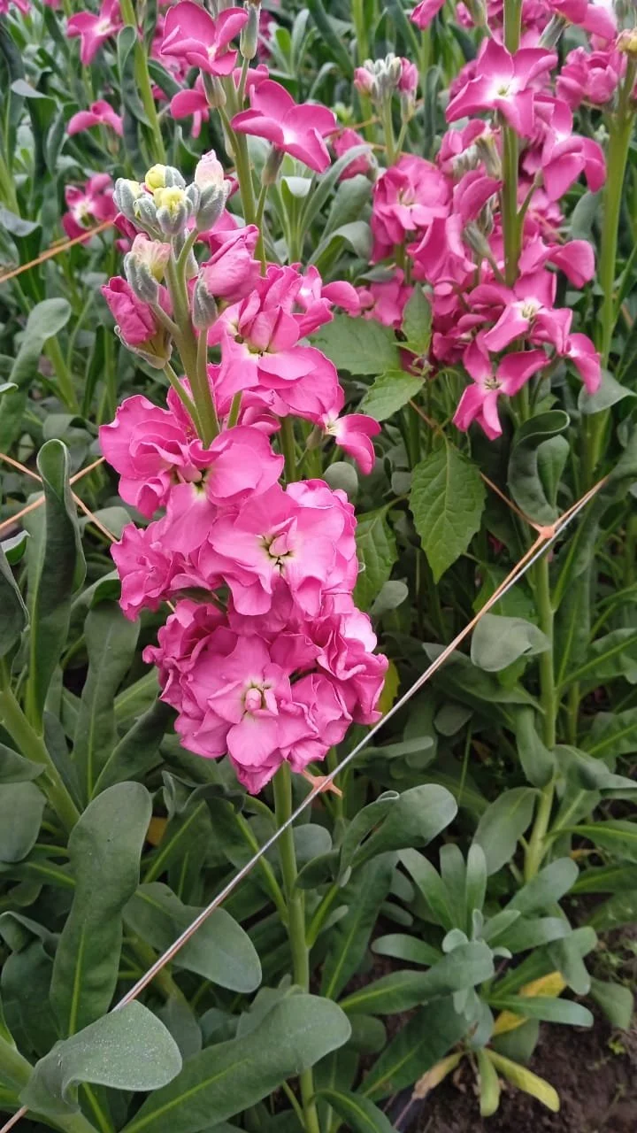 STOCK DOUBLE MAUVE.jpeg