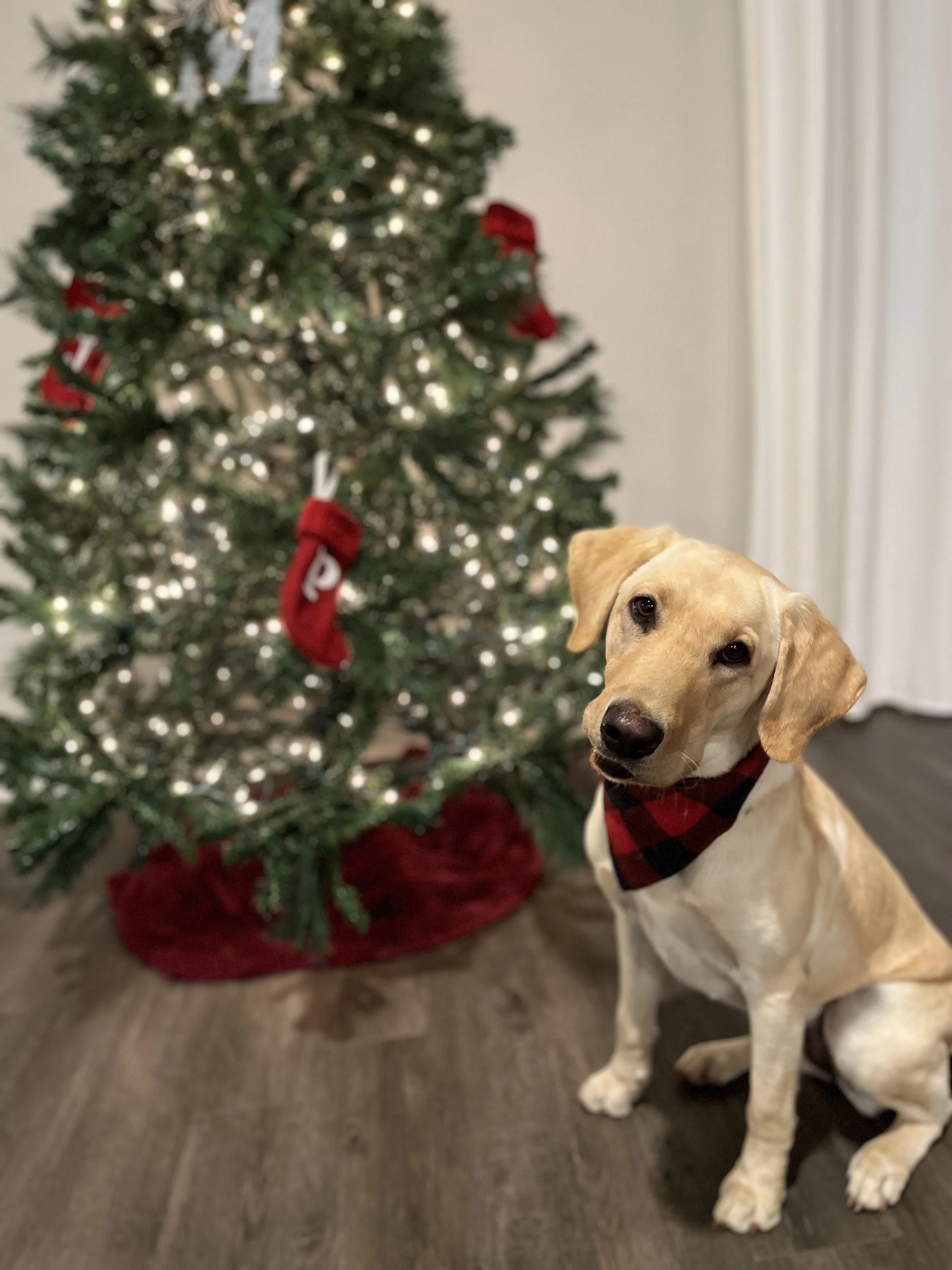 dog training, boarding, and dog park in Warner Robins, GA