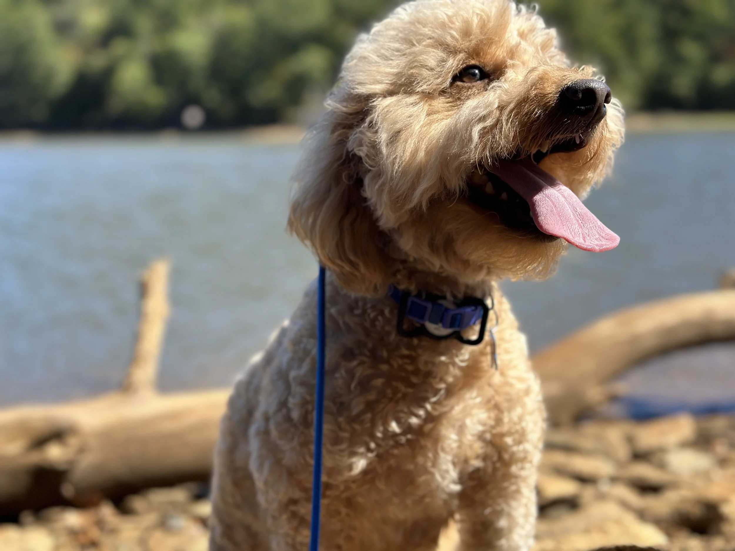 dog training, boarding, and dog park in Warner Robins, GA