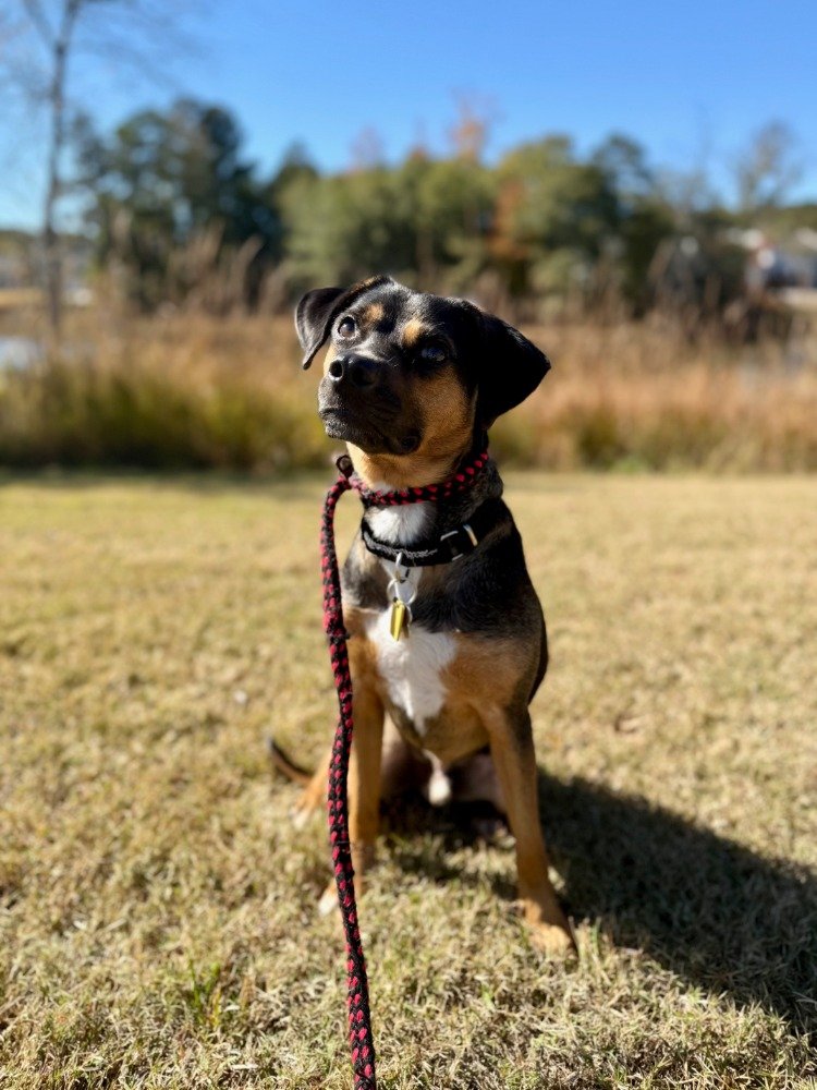 gus.jpg