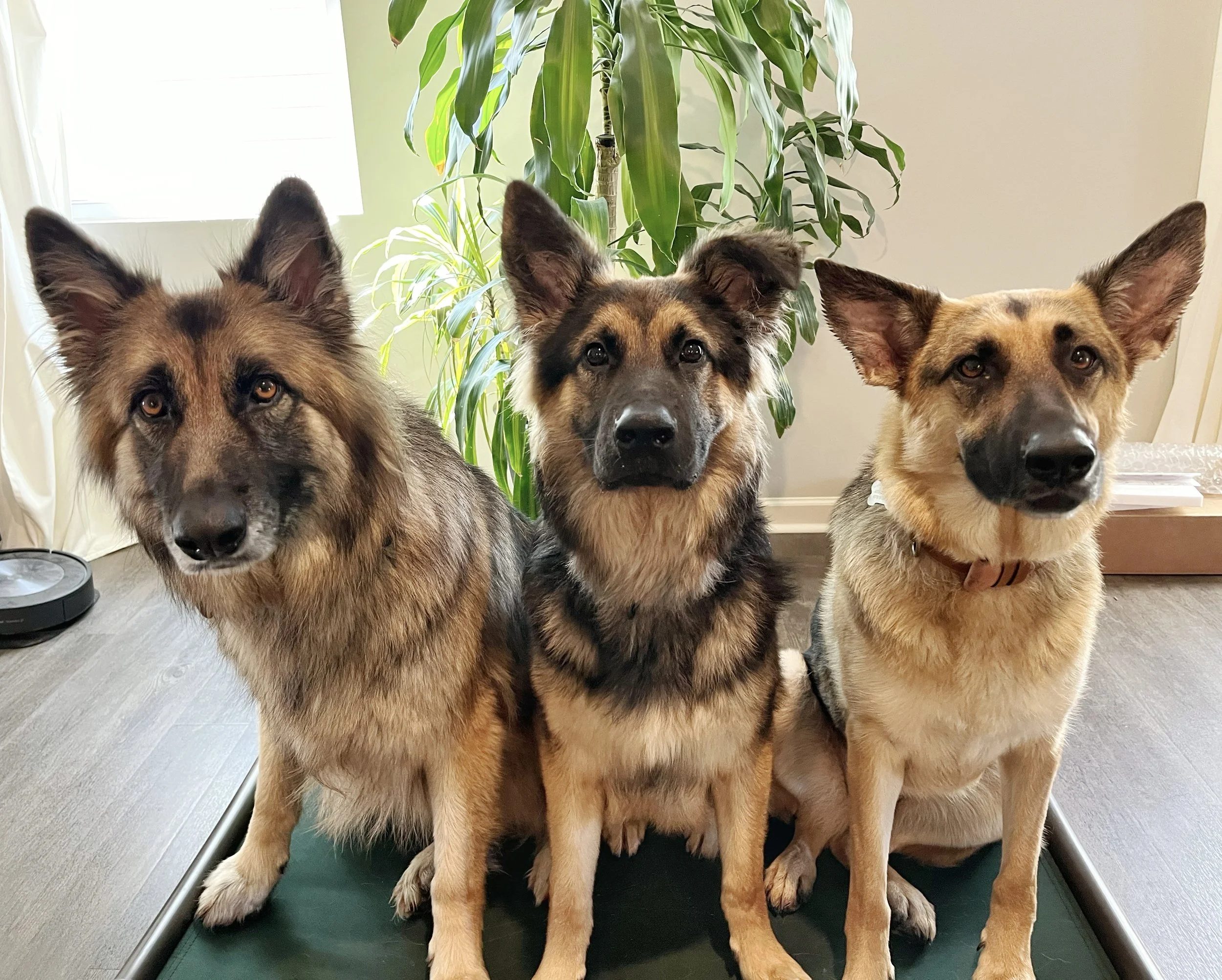 dog training, boarding, and dog park in Warner Robins, GA