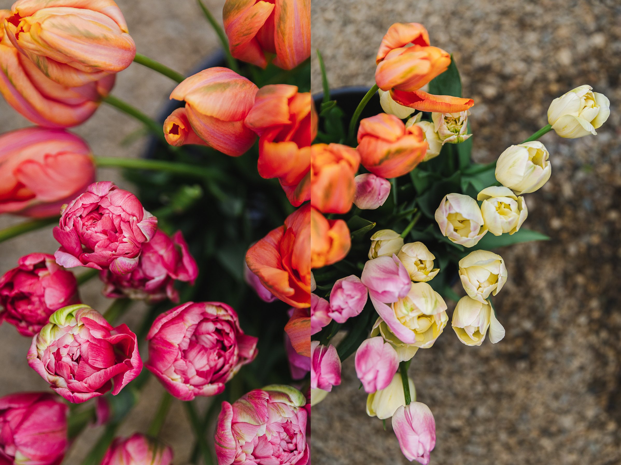 West_Michigan_Flower_Farmer_Branding_Photographer_2.jpg
