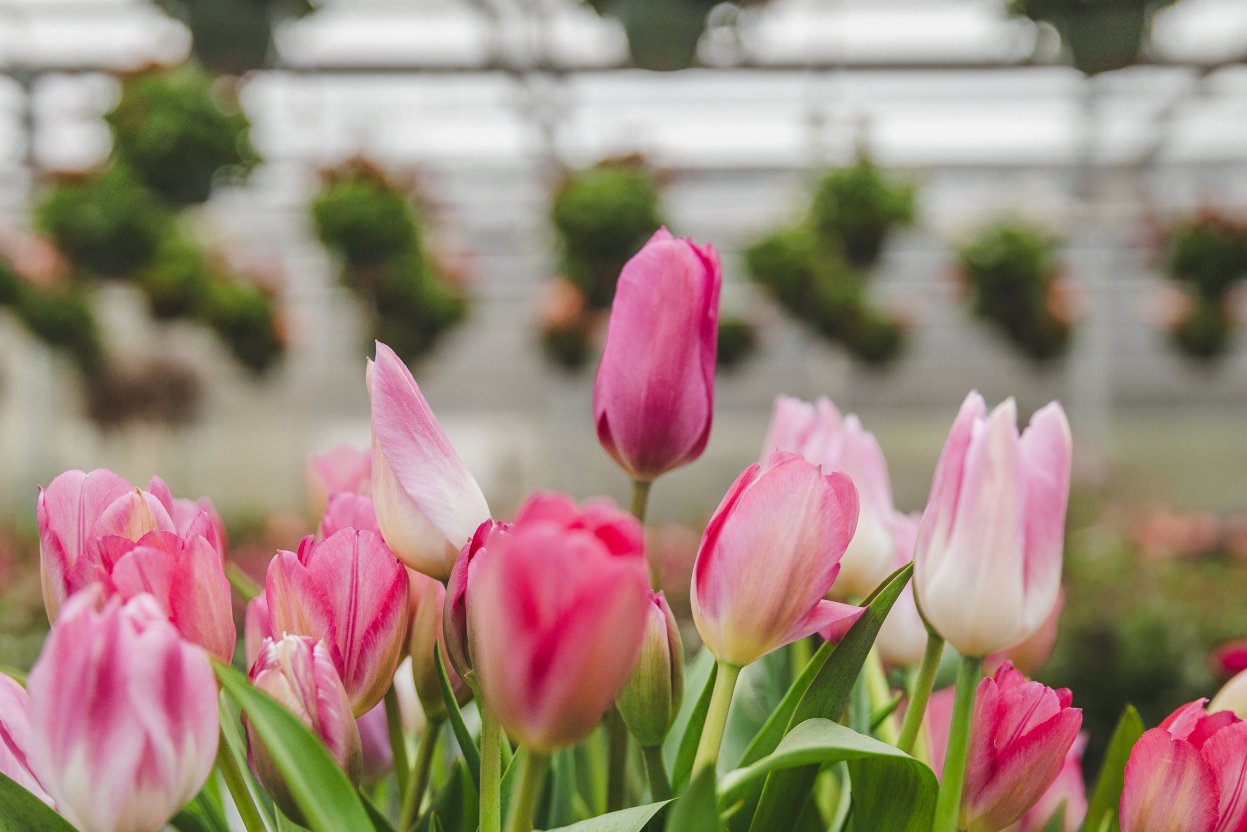 West_Michigan_Flower_Farmer_Branding_Photographer_10.jpg