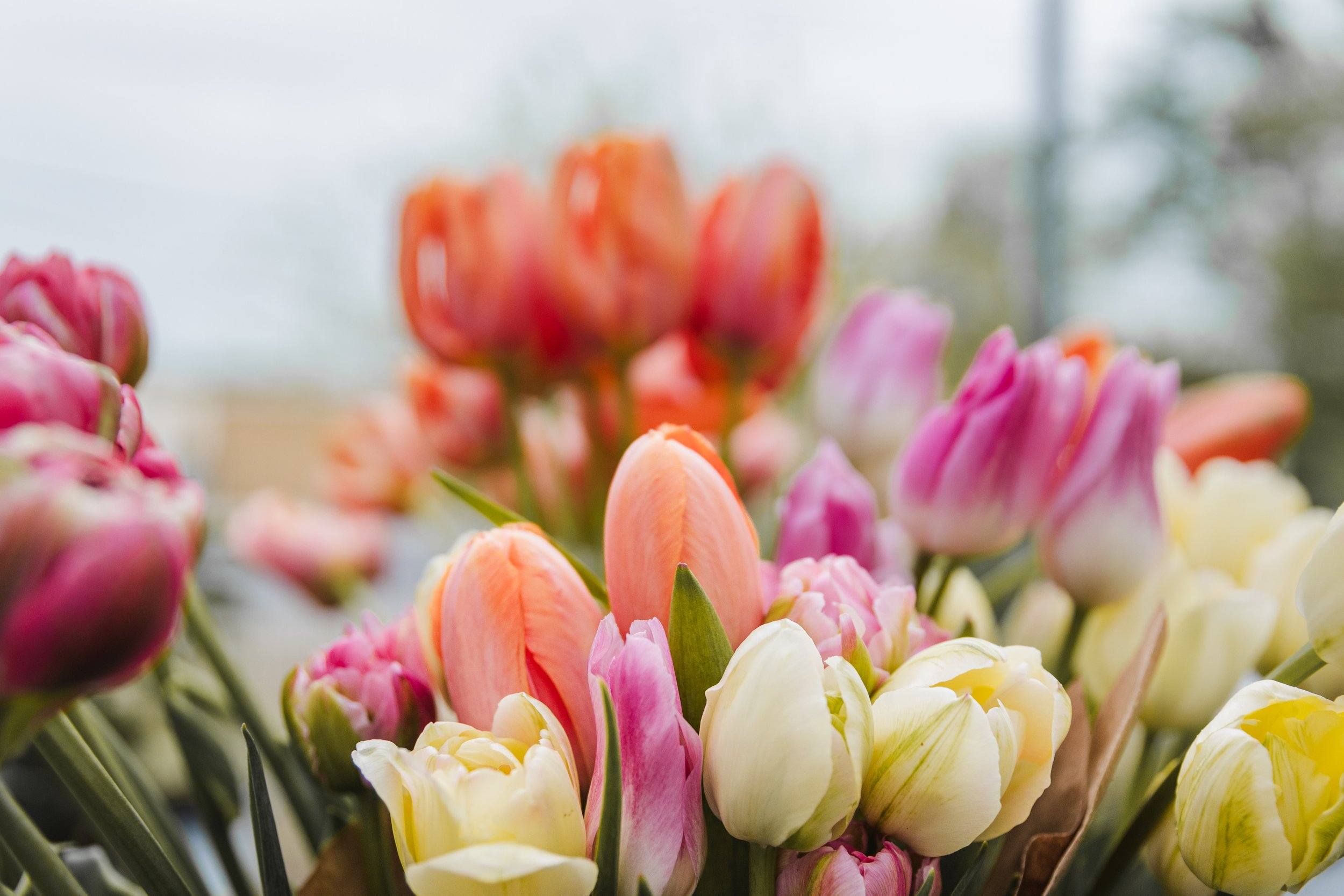 West_Michigan_Flower_Farmer_Branding_Photographer_4.jpg