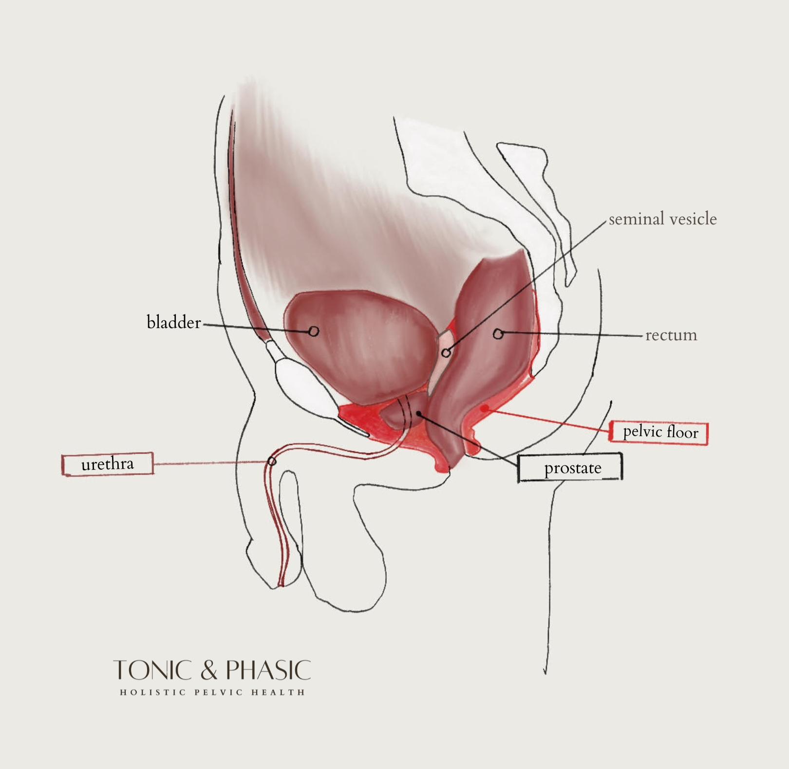 Artist's illustration of male pelvic organs including the bladder, prostate, and rectum