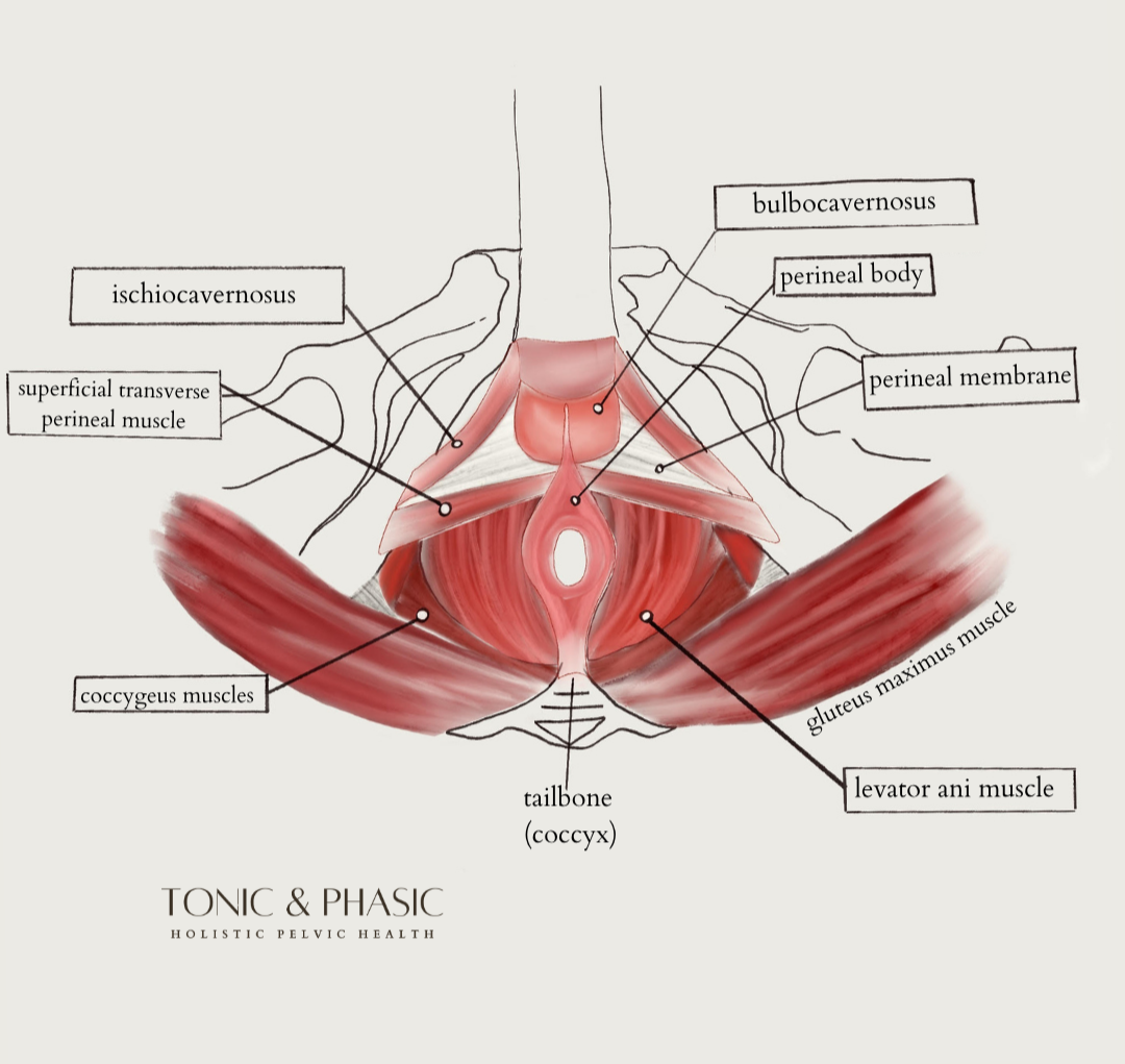 Male Pelvic floor muscles