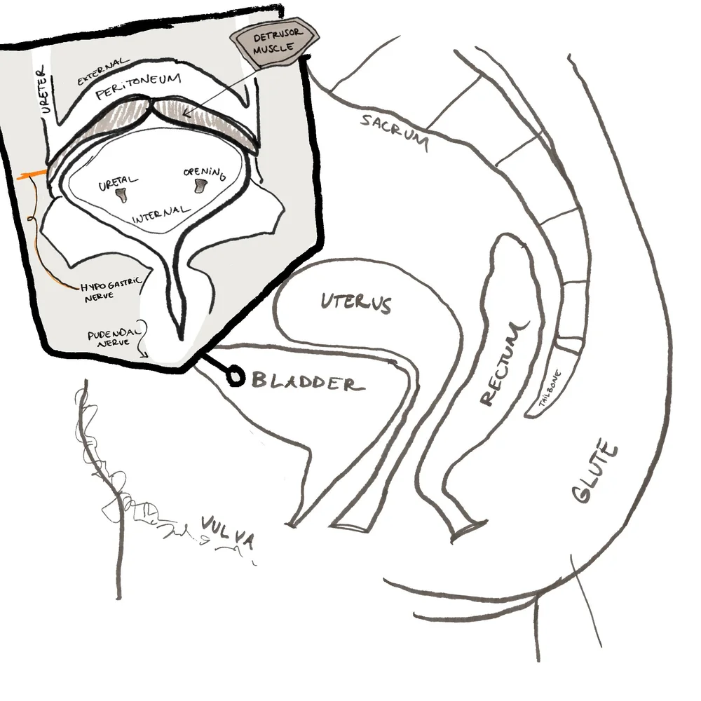 Pelvic Floor PT