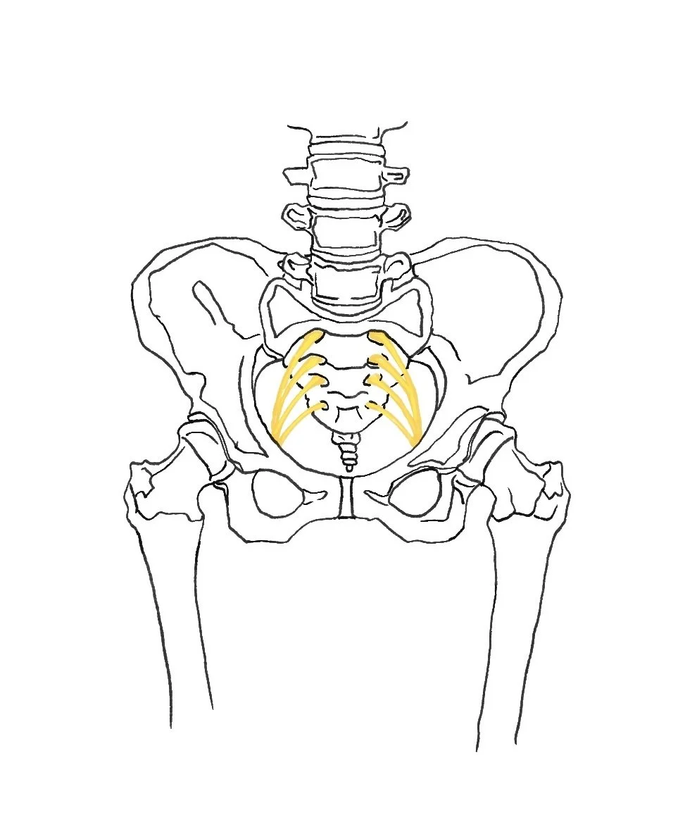 The pudendal nerve originates from S2-S4 in the sacrum.