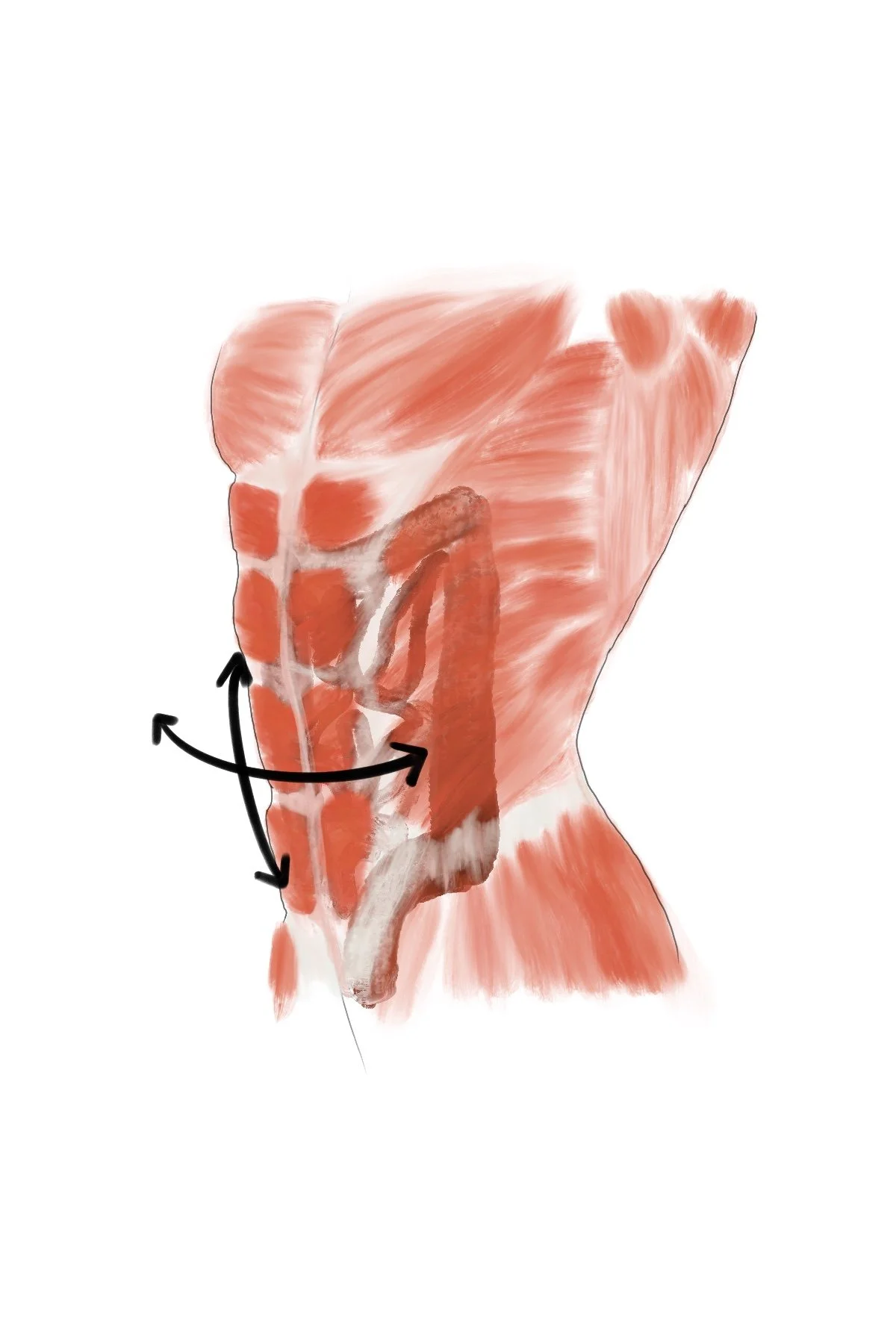 artist's depiction of the abdominal wall protecting the organs