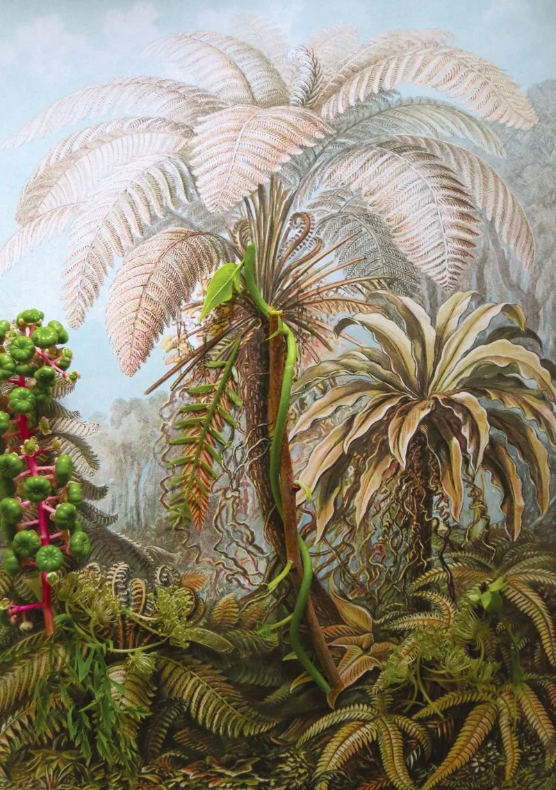  Ernst Haeckel,  
Uncovering Ferns and Tree Ferns, From Art Forms in Nature 1904  
2012 
40" by 30"     
C-Print   