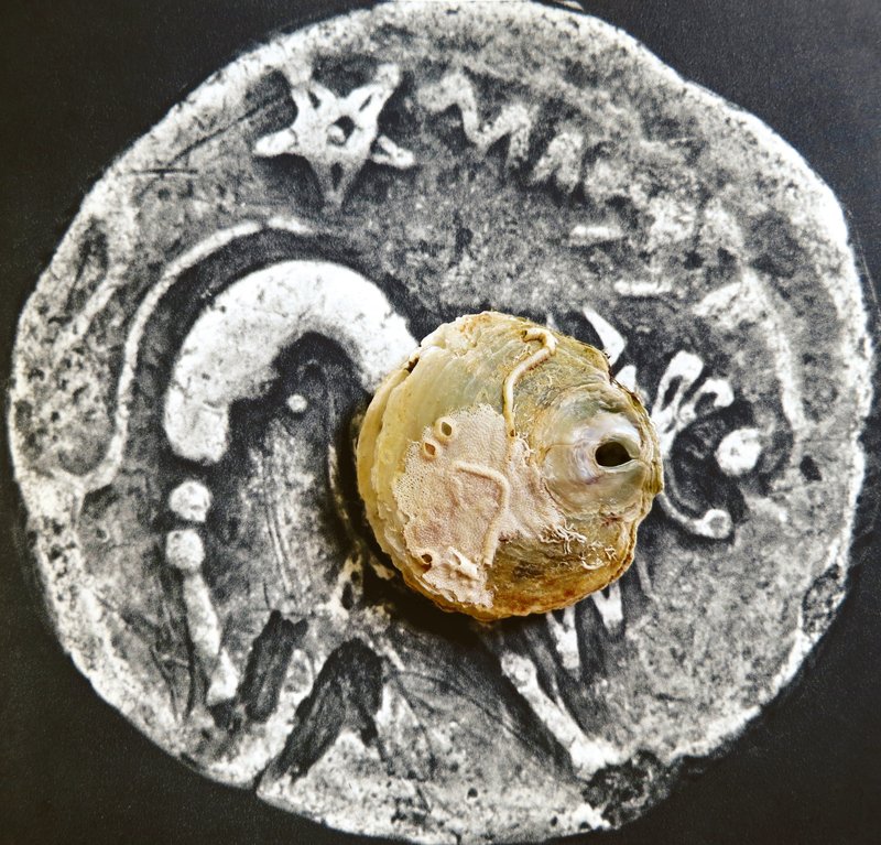  Uncovering a Celtic Coin, Marseille 1st Century B.C  
2012  
38.344” By 40”  
C-Print   