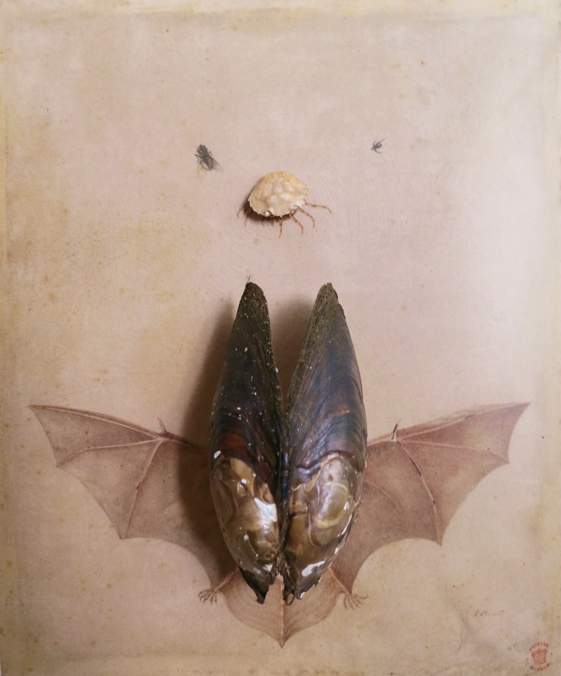  Maria Sibylla Merian,  
Uncovering Bat, 1691-1699  
2012 
40” By 30.612” 
C-Print   