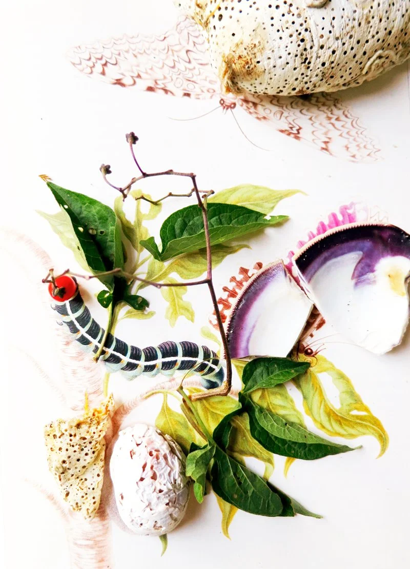  Maria Sibylla Merian,  
Uncovering Gummi Guttae Tree with White Witch, Cocoon and Caterpillar of a Hawk Moth 
and Drops of Resin, circa 1705  
2012 
40” By 28.837" 
C-Print   