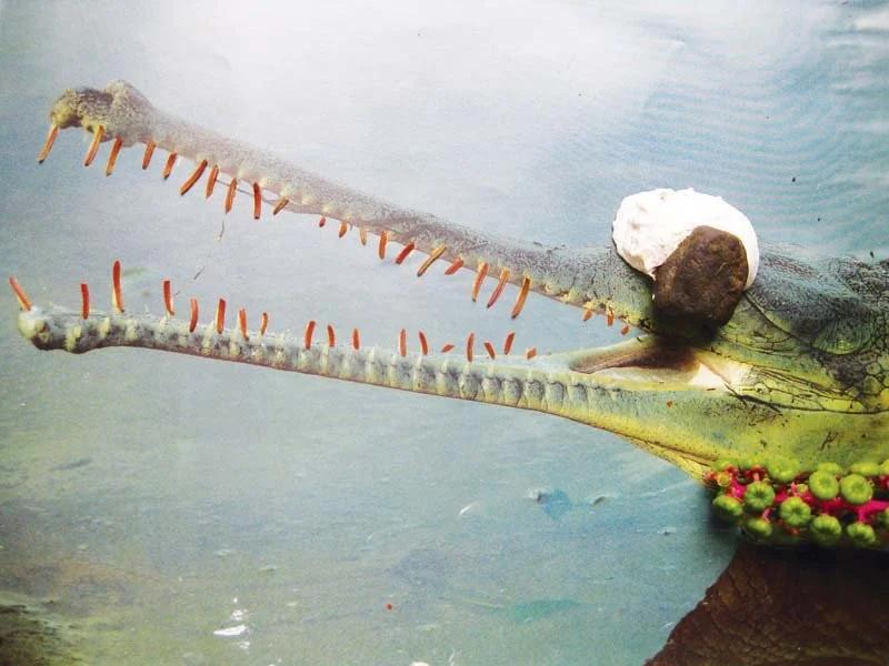  Uncovering Alligator,  
Source Unknown, Date Unknown  
2012 
40" by 30"  
C-Print   