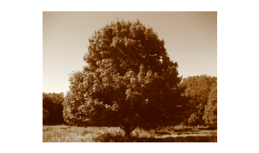 Picture-44-copy.png