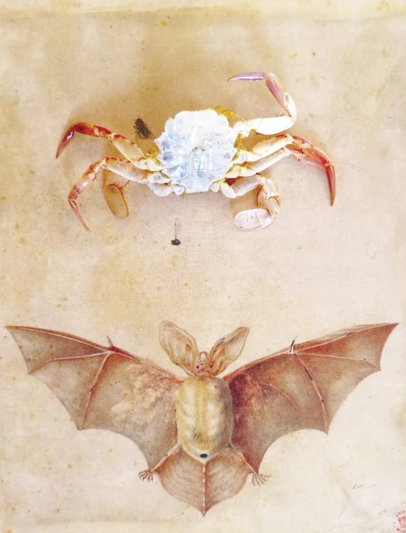  Maria Sibylla Merian,  
Uncovering Bat, N0 2 1691-1699  
2012 
40” By 32.133” 
C-Print   