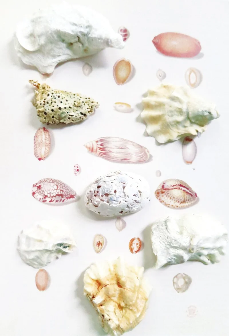  Maria Sibylla Merian,  
Uncovering Mollusca, 1698  
2012 
40” By 27.232” 
C-Print   