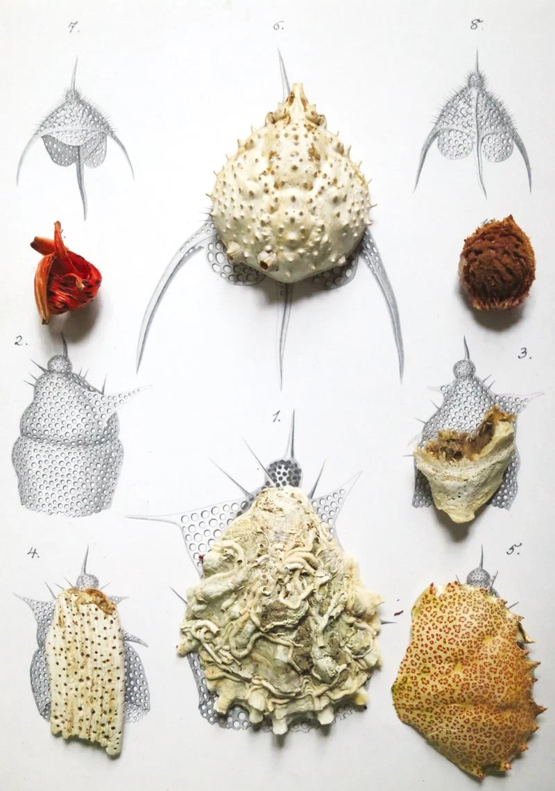  Ernst Haeckel,  
Uncovering Radiolaria, from Art Forms from the Ocean, No 2 1864  
2012 
40” By 28.089” 
C-Print   