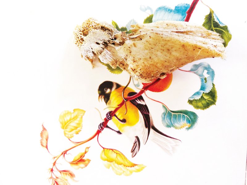  Maria Sibylla Merian,  
Uncovering Finch, circa 17005  
2012 
30.003” By 40” 
C-Print   