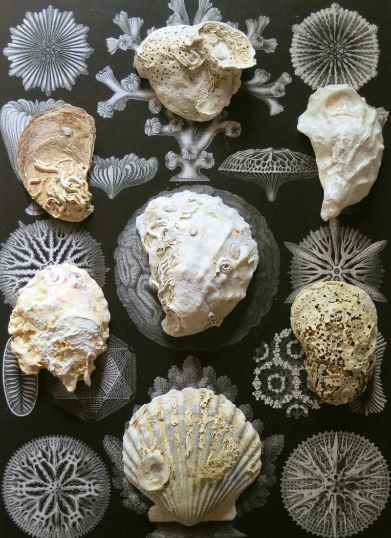  Ernst Haeckel,  
Uncovering Hexacoralla, 1904  
2012  
40” By 29.205”  
C-Print   