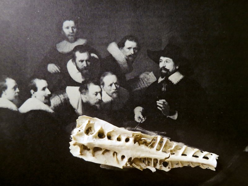  Francois Molnar,  
Uncovering Points of Attraction, 
from Rembrandt Van Rijn, The Anatomy Lesson 0f Dr Nicolas Tulp, 1632  
2012  
40” By 29.95”  
C-Print   