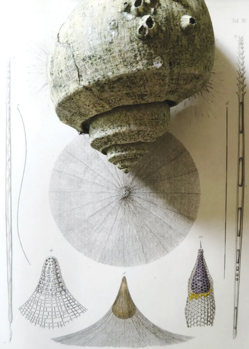  Ernst Haeckel,  
Uncovering Radiolaria, from Art Forms from the Ocean, 1864  
2012  
40” By 28.462”  
C-Print   