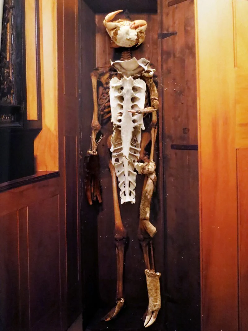  Uncovering Skeleton owned by John Flaxman, Date Unknown  
2012  
40” By 30.198”  
C-Print   