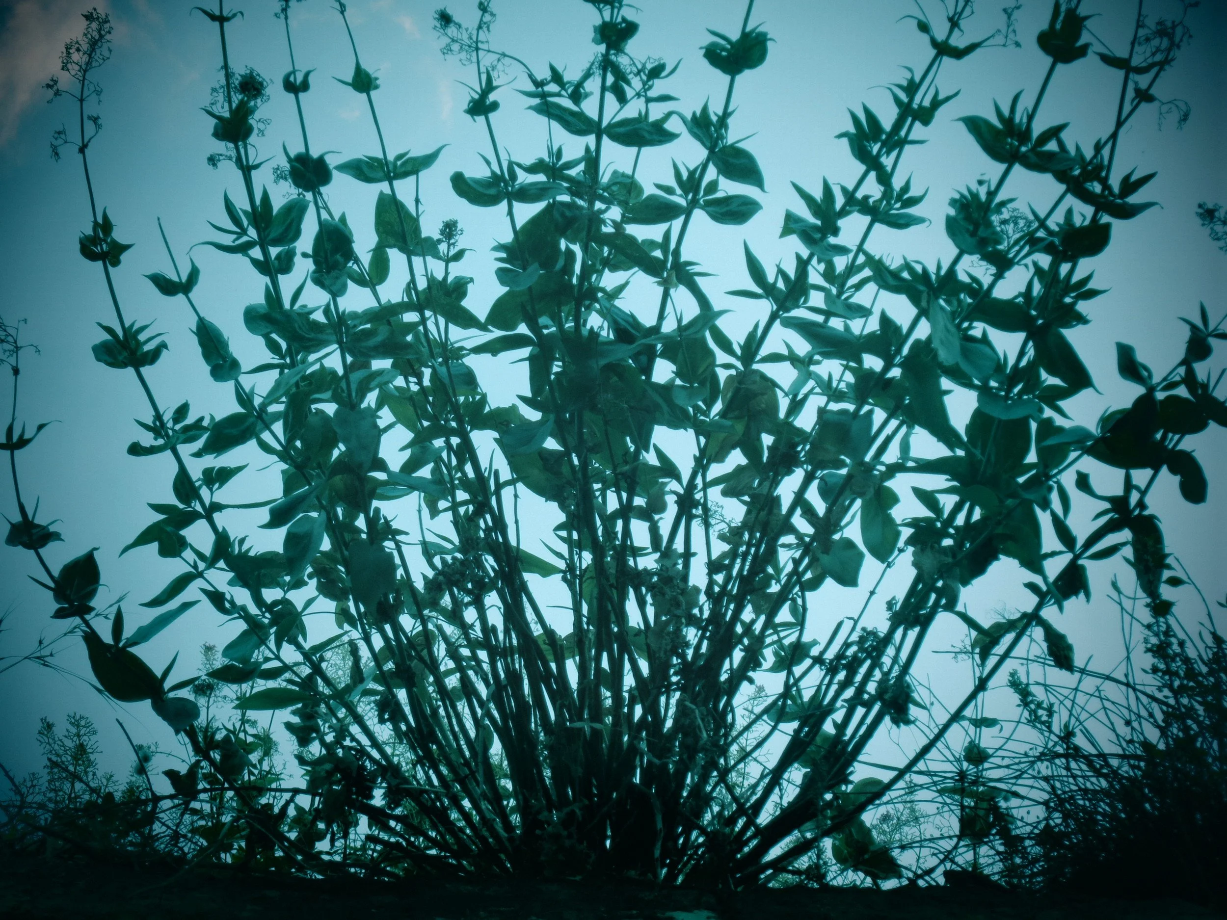 Silhouette of dense foliage and plant stems against a cloudy sky.
